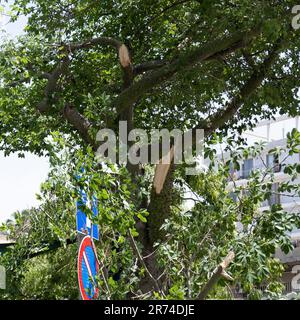 Ein schwerer Ast brach einen großen Seidenseidenbaum (Ceiba speciosa, früher Chorisia speciosa) ab und gehört zur familie bombax (Bombaca) Stockfoto