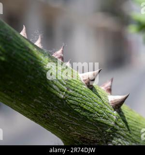 Nahaufnahme der Dornen am Stamm und Zweige des Seidenholzes oder Seidenholzbaums (Ceiba speciosa, früher Chorisia speciosa) ist ein Mitglied der Stockfoto