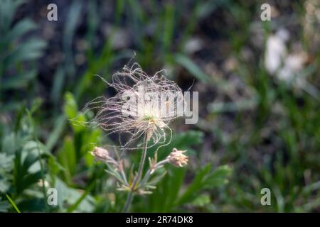 Abstrakte Unschärfe-Makroansicht einer einzelnen Prärie-Rauchblume (geum triflorum) in blühender Blüte mit ätherisch aussehenden rosa Federblüten Stockfoto