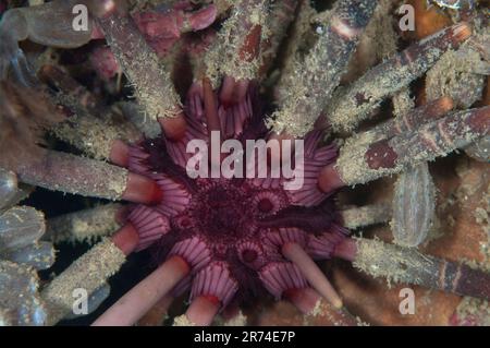 Imperial Lance urchin, Phyllacanthus imperialis, Nachttauchen, Kalabahi Bay, Alor, Banda Sea, Indonesien Stockfoto