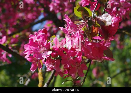 Blühender Ast des Krabbenapfels im Frühling. Malus floribunda Stockfoto