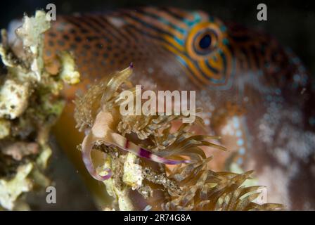 Aeolid Nudibranch, Pteraeolidia ianthina, mit Spotted Toby, Canthigaster solandri im Hintergrund, Serena Besar Tauchplatz, LembritStraits, Sulawesi, I Stockfoto