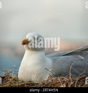 Porträt einer auf dem Nest sitzenden Heringsmöwe (Larus argentatus) Stockfoto