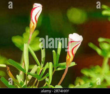 Oxalis Versicolour, die in Südafrika heimische Pole-Pflanze des Barbers. Stockfoto