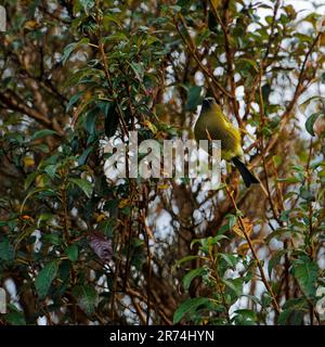 Bellbird, Kahurangi National Park, Tasman Region, Südinsel, Aotearoa / Neuseeland. Stockfoto