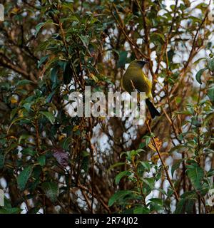 Bellbird, Kahurangi National Park, Tasman Region, Südinsel, Aotearoa / Neuseeland. Stockfoto