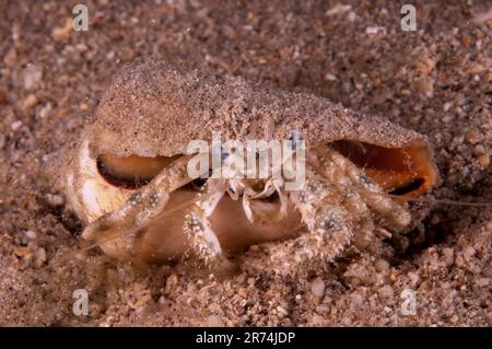 Woodsmasoni Hermit Crab, Dardanus Woodmasoni, in Cone Shell, Conus sp, Nachttauchen, Tauchplatz Cardinal Point, Lembata Island, East Flores, Indonesien Stockfoto