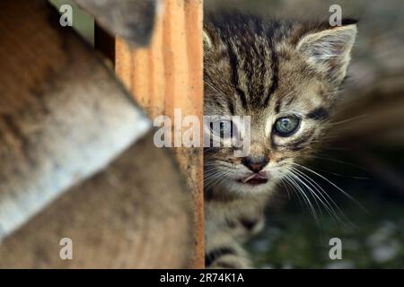 Ein Kätzchen, das hinter dem Holzstapel herausblickte Stockfoto
