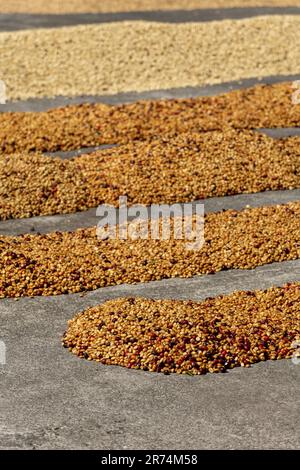 Kaffeekirschen werden nach der Ernte in der Sonne verteilt. Der trockene Prozess, die natürliche Verarbeitung, ist die alte Art, Kaffee in den Tropen zu verarbeiten, Boque Stockfoto