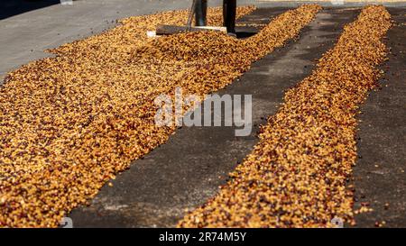 Kaffeekirschen werden nach der Ernte in der Sonne verteilt. Der trockene Prozess, die natürliche Verarbeitung, ist die alte Art, Kaffee in den Tropen zu verarbeiten, Boque Stockfoto