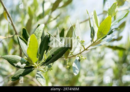 Olivenbaum, die Blätter und Blumen Stockfoto