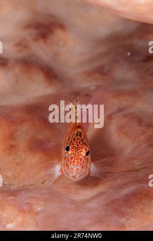 Pixy hawkfish, Cirrhitichthys oxycephalus, in Barrel Sponge, Xestospongia testudinaria, Tanjung Nukae Tauchplatz, Wetar Island, nahe Alor, Indonesien Stockfoto