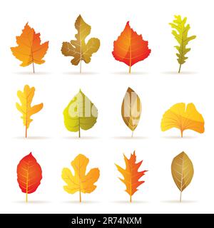 Verschiedene Arten von autumn leaf Symbole - Vektor Icon Set Stock Vektor