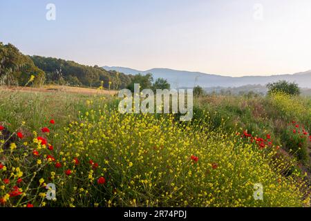 Morgendämmerung über einem leeren ländlichen Gebiet in der Nähe von Tofe in der Provinz Frosinone, Latium, Italien, mit einer Fülle von Wildblumen im Vordergrund Stockfoto