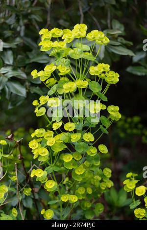 Euphorbia amygdaloides var. Robbiae oder Holzflut, im europäischen Waldgebiet heimische, buschige immergrüne, mehrjährige Blütepflanze der Familie Euphorbiaceae, Stockfoto