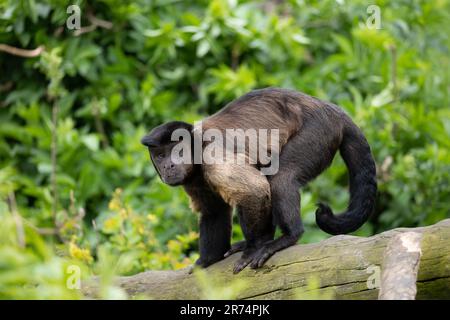 Brauner Kapuziner (Sapajus apella apella) auf dem Baumstamm, der in die Kamera schaut, andere Namen: Tuftkapuziner oder Nadelaffen. Ein Primat der Neuen Welt in der Familie Stockfoto