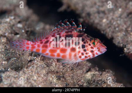 Pixy Habichtsfisch, Cirrhitichthys oxycephalus, Blue Water Muck Dive Site, Uhak River, Wetar Island, nahe Alor, Indonesien Stockfoto