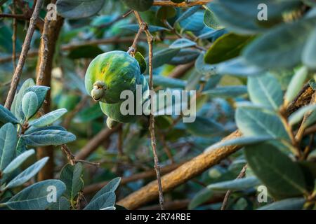 Reife Feijoa-Früchte auf Bäumen im Garten Stockfoto