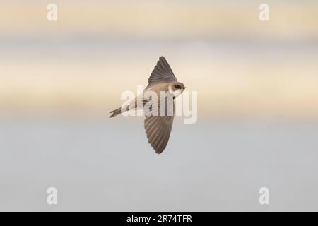 Sand Martin (Riparia rioaria) Suffolk GB UK Juni 2023 Stockfoto