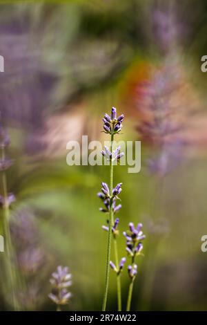 Lavandula (gebräuchliche Bezeichnung Lavendel) ist eine Gattung von 47 bekannten Arten blühender Pflanzen der Minzfamilie Lamiaceae. Stockfoto