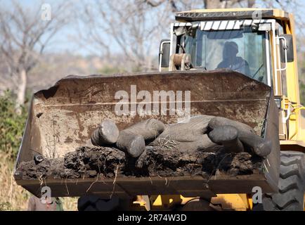 Ein afrikanischer Elefant wird von der IFAW ins Majete Wildlife Reserve verlegt Stockfoto