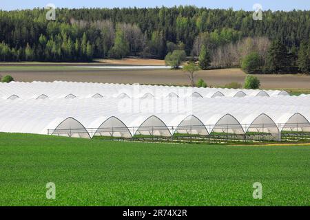 Gewächshäuser oder Tunnel für den Anbau von Erdbeeren auf dem grünen Feld. Landschaftsbau. Stockfoto