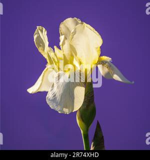 Wunderschöne blühende Irisblüte auf lila Hintergrund Stockfoto