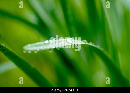 Wassertropfen auf grünes Blatt, selektiver Fokus Stockfoto