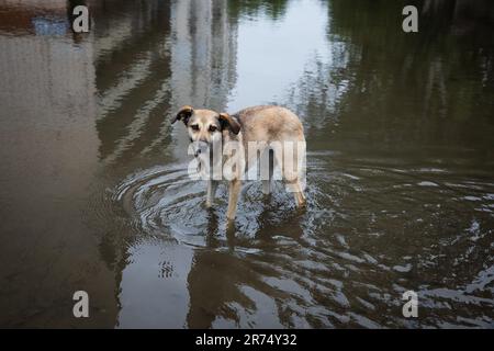 KHERSON, UKRAINE - 12. Juni 2023: Hund im Wasser während der Überschwemmung der Kherson Street Stockfoto