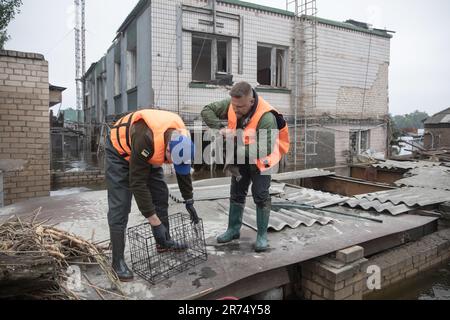 KHERSON, UKRAINE - 12. Juni 2023: Freiwillige retten Hauskatze aus dem überfluteten Haus in Kherson Stockfoto