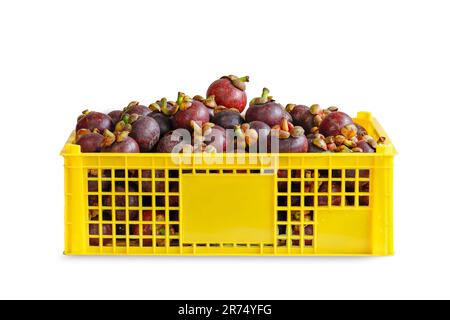 Mangostane in einem gelben Korb, bereit für den Export von Agrarprodukten. Einzelfoto auf weißem Hintergrund. Stockfoto