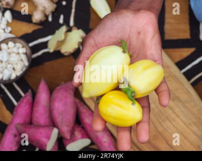 afrikanische weibliche Hand hält Baby gelbe Aubergine, Sonnenschirm typisch für Elfenbeinküste Rezepte traditionelle Speisen. Stockfoto