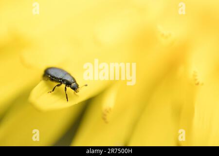 Nitidulidkäfer auf Löwenzahn Stockfoto