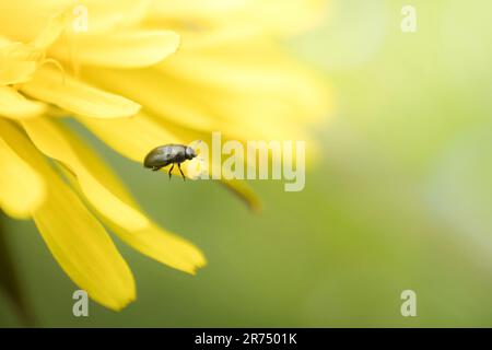 Nitidulidkäfer auf Löwenzahn Stockfoto