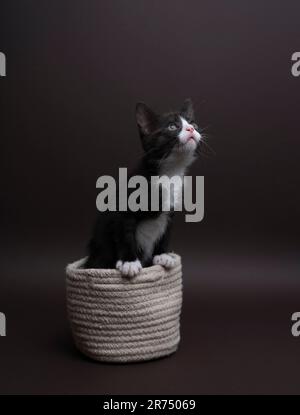 Vertikales Foto eines Smoking-Kätzchens, aufgenommen in einem Fotostudio. Die Katze sieht nach oben in den Kopierbereich, die Hintergrundfarbe ist neutral. Stockfoto