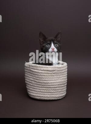 Ein schwarz-weißes Kätzchen, das in einem Korb auf dunklem Hintergrund sitzt, ein Foto, das in einem Studio gemacht wurde, die Katze sieht merkwürdig aus Stockfoto