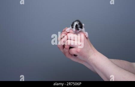 Menschliche Hände halten ein kleines Neugeborenes schwarz-weißes Kätzchen vor grauem Hintergrund mit Kopierbereich. Versorgungskonzept Stockfoto