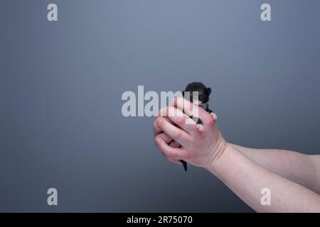 Menschliche Hände halten ein kleines Neugeborenes-Smoking-Kätzchen vor grauem Hintergrund mit Kopierraum. Versorgungskonzept Stockfoto