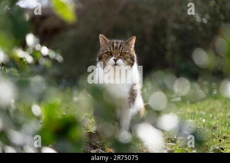 Britische Shorthair-Katze, die im Garten sitzt und direkt in die Kamera schaut. Stockfoto