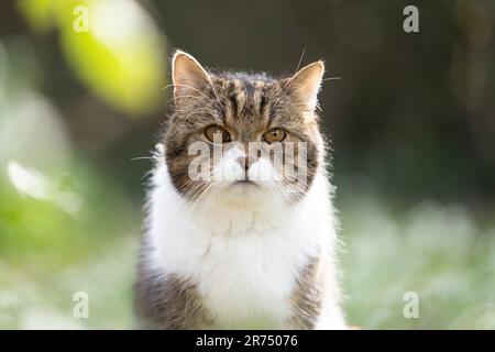 Porträt einer britischen Kurzhaarkatze in der Natur, die Katze schaut in die Kamera. Der Hintergrund ist unscharf. Stockfoto