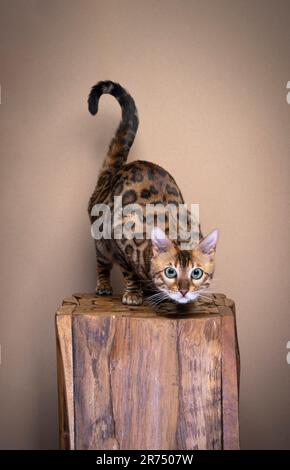 Porträt einer bengalischen Katze, die für die Kamera posiert. Die bengalische Katze sitzt auf einem Holzblock. Stockfoto