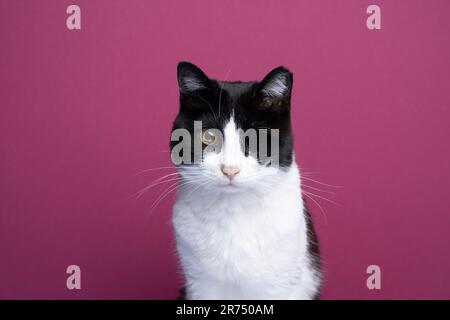 Einäugige Katze im Smoking, die in die Kamera schaut, Studioporträt auf farbigem Hintergrund mit Kopierbereich Stockfoto