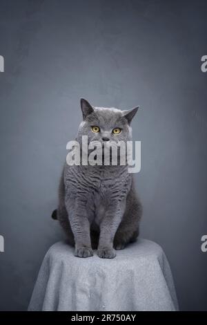 Große britische Kurzhaar-blaue Katze, die auf dem Couchtisch mit grauer Tischdecke sitzt. Die Katze schaut mit einem ernsten Gesichtsausdruck in die Kamera, Studioaufnahme mit Kopierraum Stockfoto