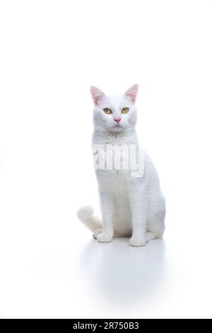 Weiße Katze, die auf dem Boden sitzt und in die Kamera schaut, Studio, aufgenommen auf weißem Hintergrund mit Kopierraum Stockfoto