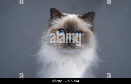 Porträt einer Birman-Katze, die in die Kamera schaut, die Katze hat leuchtend blaue Augen und kleine Ohren, Studioaufnahmen auf grauem Hintergrund Stockfoto