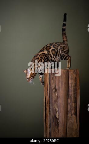 Seitenansicht einer neugierigen bengalischen Katze, die auf einer Holzsäule nach unten blickt, Studioaufnahme auf grünem Olivgrün mit Kopierbereich Stockfoto