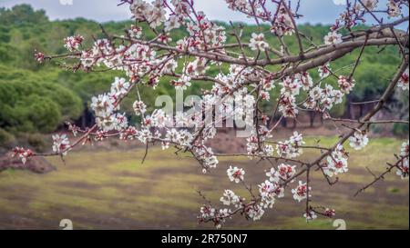 Blühender Mandelbaum bei Fleury d'Aude Stockfoto