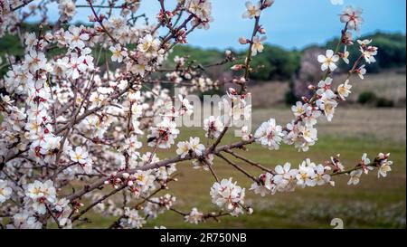 Blühender Mandelbaum bei Fleury d'Aude Stockfoto