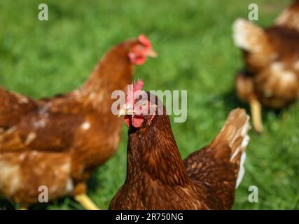 Wesel, Nordrhein-Westfalen, Deutschland, Freilandhühner aus biologischem Anbau auf einer Wiese
