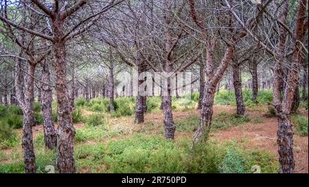 Pinienwald bei Fleury d'Aude. Das napoleonische Dekret von 1857 führte zur Anpflanzung von Seekiefern. Stockfoto